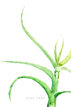 Cuadros en Lienzo Watercolor aloe vera illustration