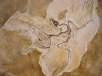Cuadro en lienzo Archaeopteryx Lithographica Fossil