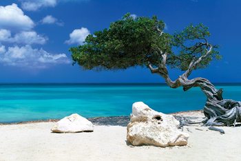 Plagát  Divi Divi Tree - Tom Mackie