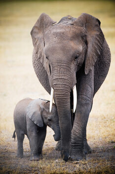 Plagát Elephant and baby
