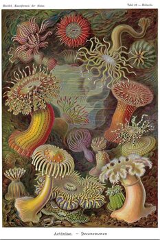 Plagát Ernst Haeckel - Seeanemonen