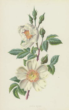 Plagát Field Rose