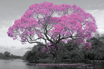 Plagát Tree - Pink Blossom