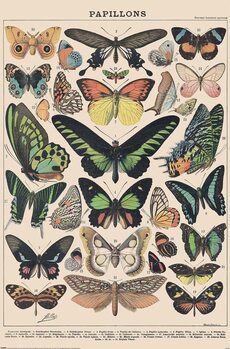 Plakat Adolphe Millot - Papillons