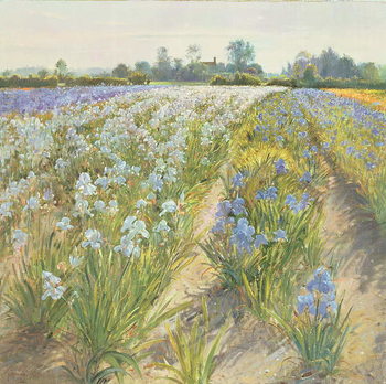 Billede på lærred Blue and White Irises, Wortham