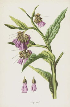 Plakat Comfrey
