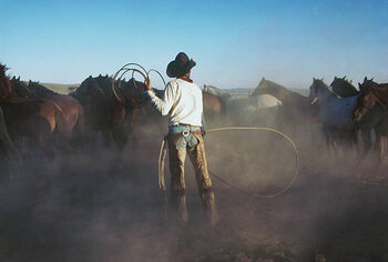 Plakat Cowboy with lariat rounding up horses