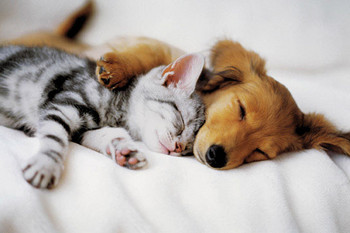Plakat Cuddles