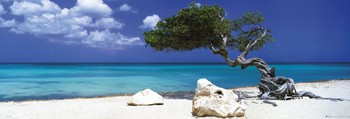 Plakat Divi divi tree - Tom Mackie
