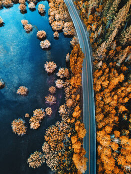 Plakat helicopter view of the pine forest along a lake