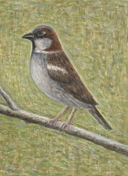 Plakat House Sparrow, 2008