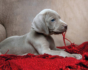 Plakat Hvalp - Red Blanket