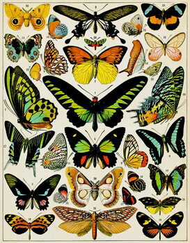 Plakat Illustration of Butterflies and moths c.1923