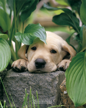 Plakat Keith Kimberlin - leaf