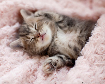 Plakat Killing -Sleeping