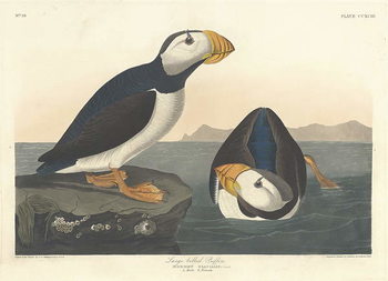 Plakat Large-billed Puffin, 1836