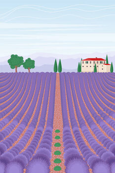 Plakat Lavender field landscape. Summer vertical background.