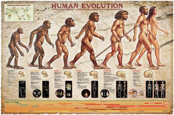 Plakat Menneskets evolusjon