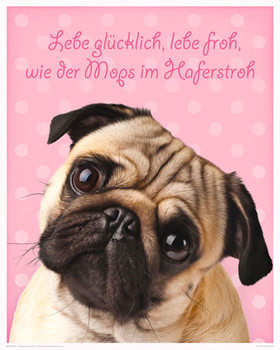 Plakat Mops