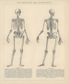 Plakat Old engraved illustration of human skeletons