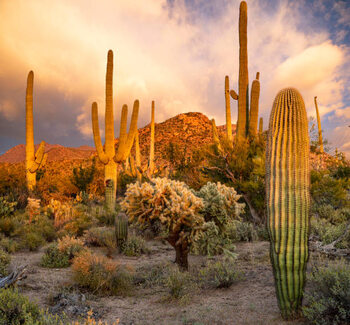 Plakat Saguaro National Park sunset
