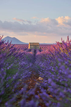 Plakat Small cabin in a lavender field during sunrise.