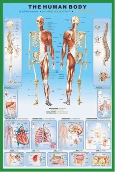 The human body Plakat