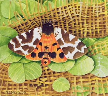Plakat Tiger Moth, 1999