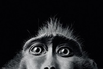 Plakat Tim Flach - monkey eyes