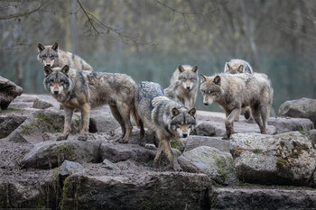Plakat Wolves - Grey Wolf