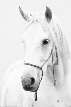 XXL Plakat Horse - White Horse