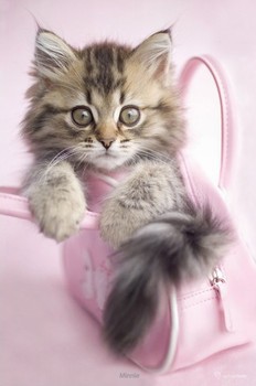 Poster Rachael Hale - minnie
