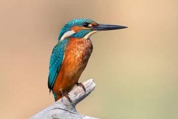 Plakát Close-up of kingfisher perching on branch