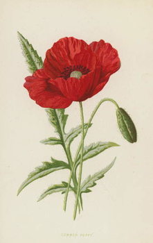 Plakát Common Poppy