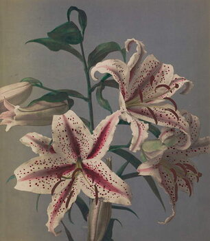 Plakát Lily, 1896