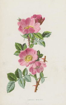 Plakát Sweet-Briar