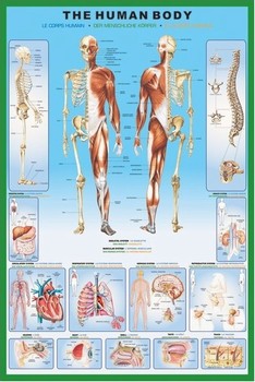 Plakát The human body
