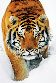 Tiger in the snow Plakát