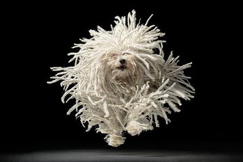 Plakát Tim Flach - flying mop