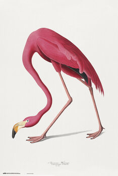 Plakat American Flamingo