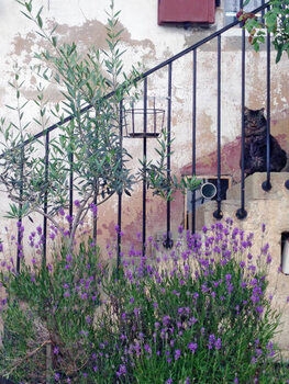 Plakát Cat waiting for human