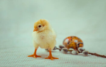 Plakát Close-up of baby chicken on table,Ukraine