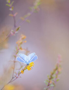 Plakát Close-up of butterfly pollinating on flower,Barcelona,Spain