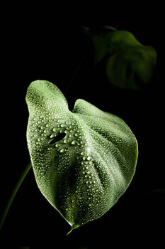 Plakát Close-up of leaves of monstera plant with dewdrops