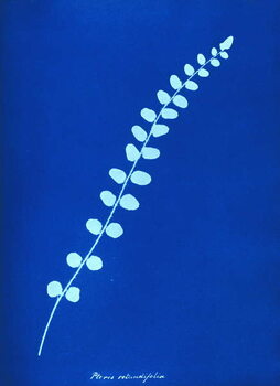 Obraz na plátně Cyanotype of British fern, 1853