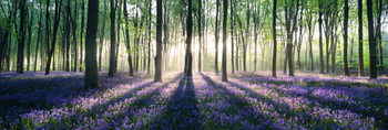 Plakat Enchanted forest