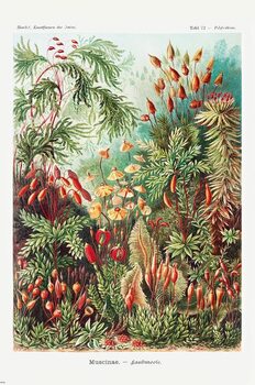 Plakat Ernst Haeckel - Laubmoose