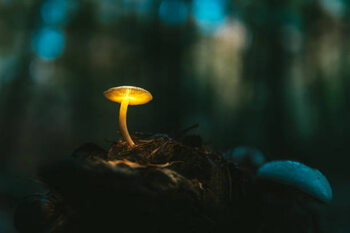 Plakát Fairy, glowing mushroom. Night in the