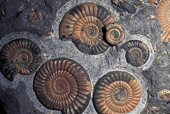 Plakát FOSSIL AMMONITES, JURASSIC, PROMICROCERAS PLANICOSTA, UK.