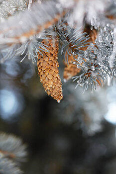 Plakát Frozen pinecones in winter